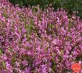 catchfly